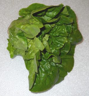 Lettuce, Gem Green