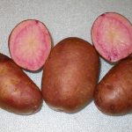 Potatoes, Adirondack Red